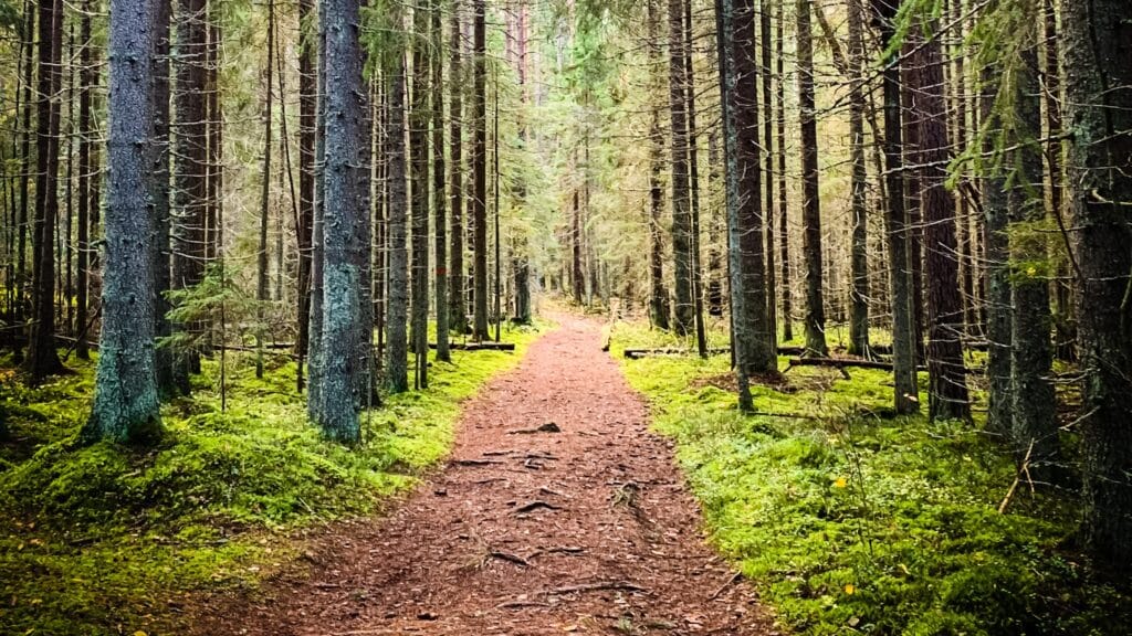 Kiuruilla ja kokoilla on nettisivut! - Lue lisää